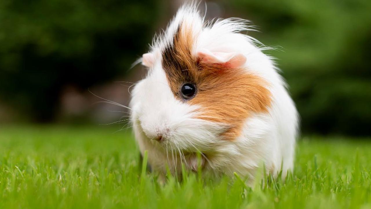 Guinea Pig