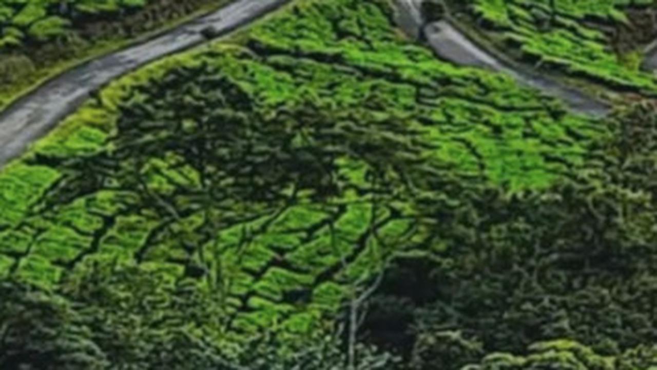 4. Kebun Teh Gunung Dempo<br>