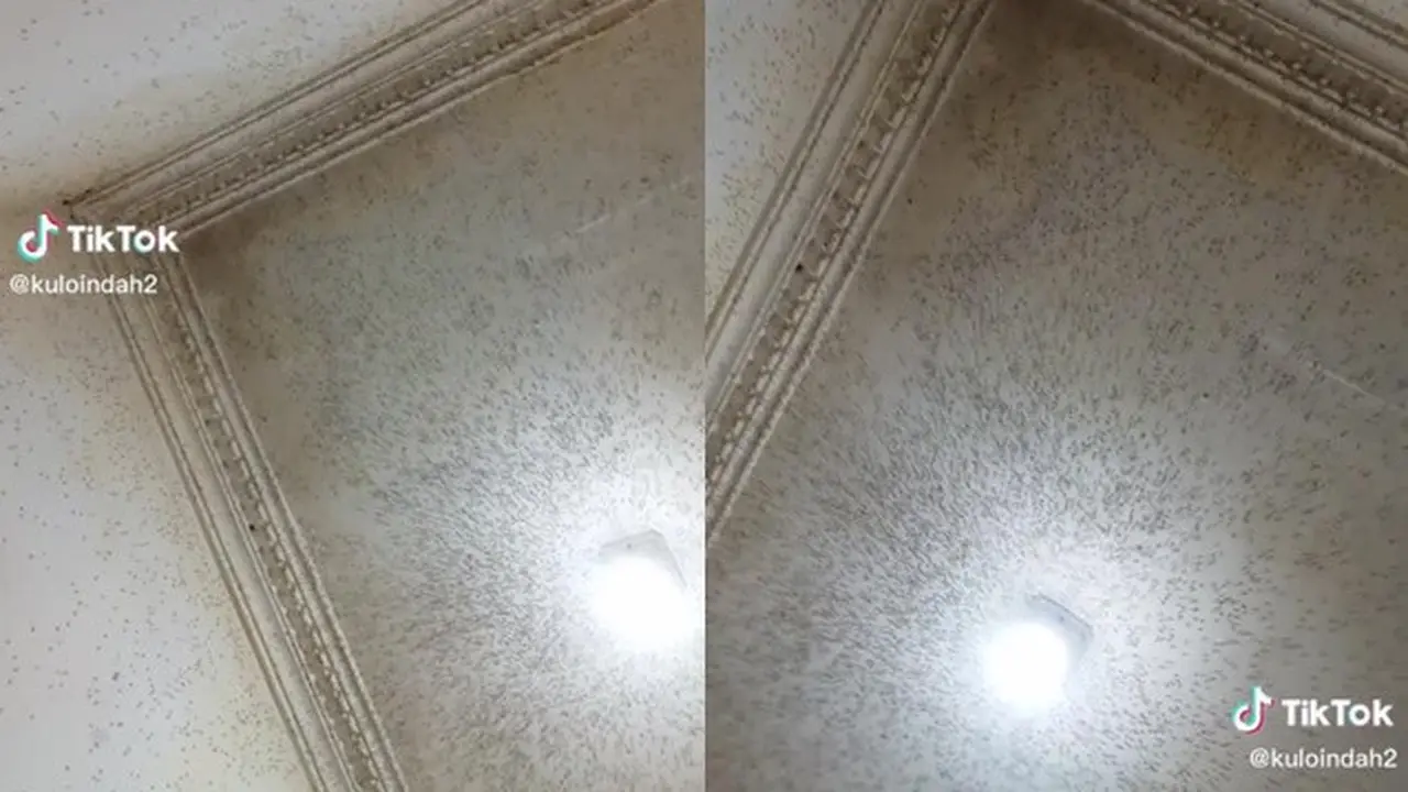 Mirip Peternakan, Potret Plafon Rumah Penuh Nyamuk Ini Bikin Merinding