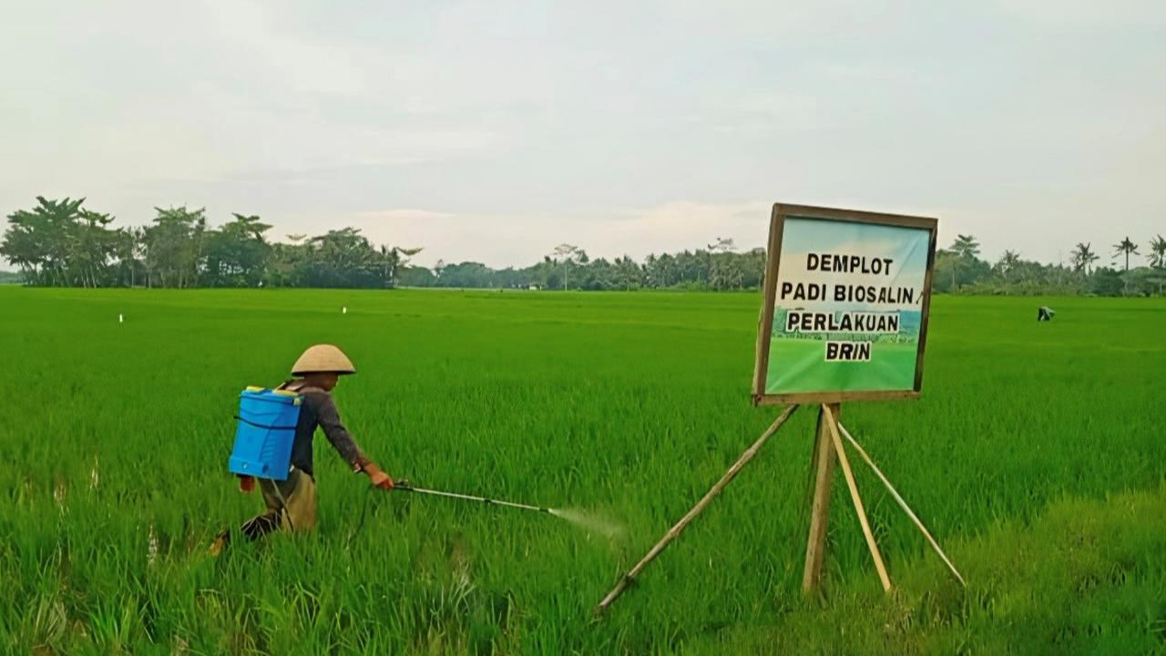 Uji Coba Varietas Biosalin Panen Perdana 16 Ton, Produktivitas Pertanian Naik dan Dukung Ketahanan Pangan