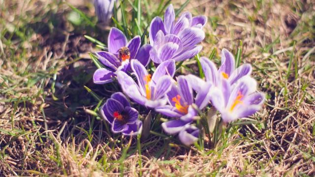 7 Jenis Bunga Cantik yang Bisa Dimakan