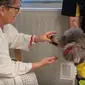 Anjing pudel bernama Cupcake sedang mengunjungi dan menghibur pasien (dok Youtube Caters Video/https://www.youtube.com/watch?v=Pwrlp484sJo&t=94s/Ossid Duha Jussas Salma)