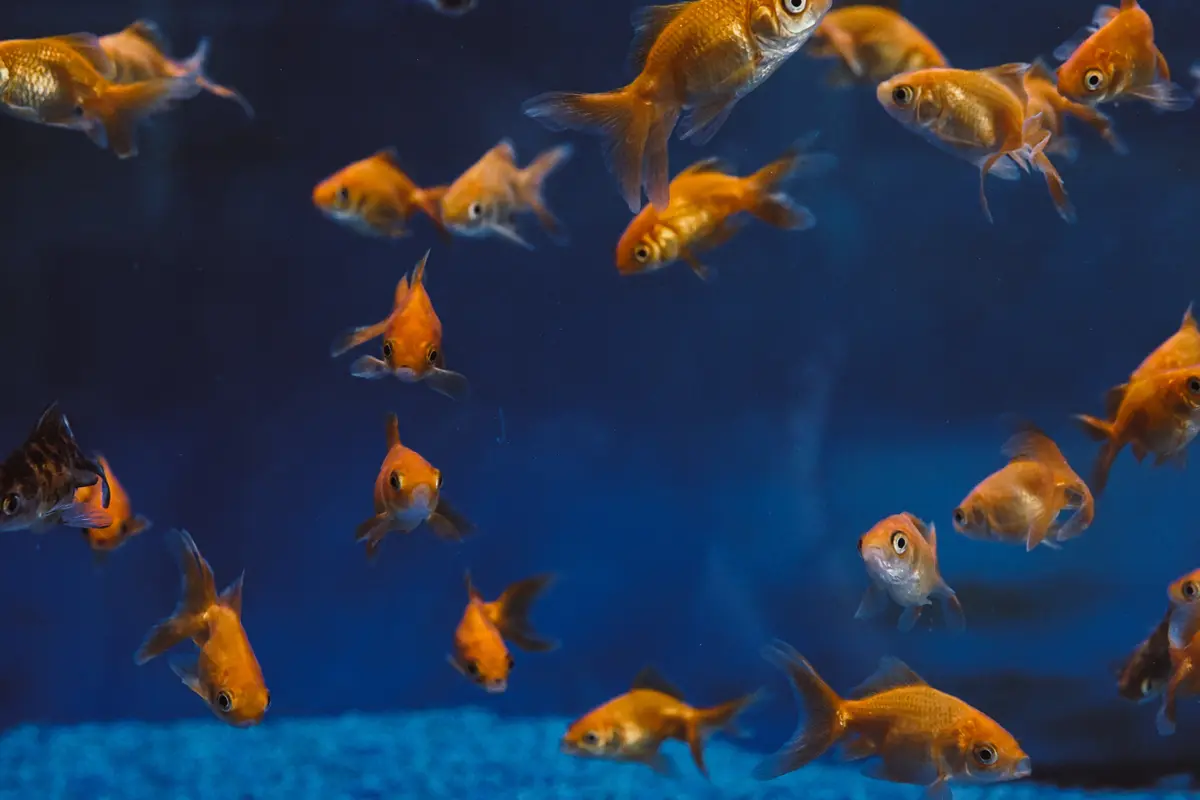 Ilustrasi ikan mas