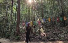 Jasa Lingkungan Hutan: Potensi PAD Lampung Melalui Perhutanan Sosial
