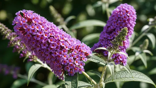 Buddleja