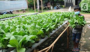Seorang anak membawa sayuran pakcoy dengan sistem hidroponik di halaman rumahnya di Bojongsari, Depok, Jawa Barat, Senin (7/3/2022). Beragam tanaman hidroponik seperti pakcoy, selada dan bayam ditanam pada lahan sempit depan rumah setahun terakhir. (merdeka.com/Arie Basuki)