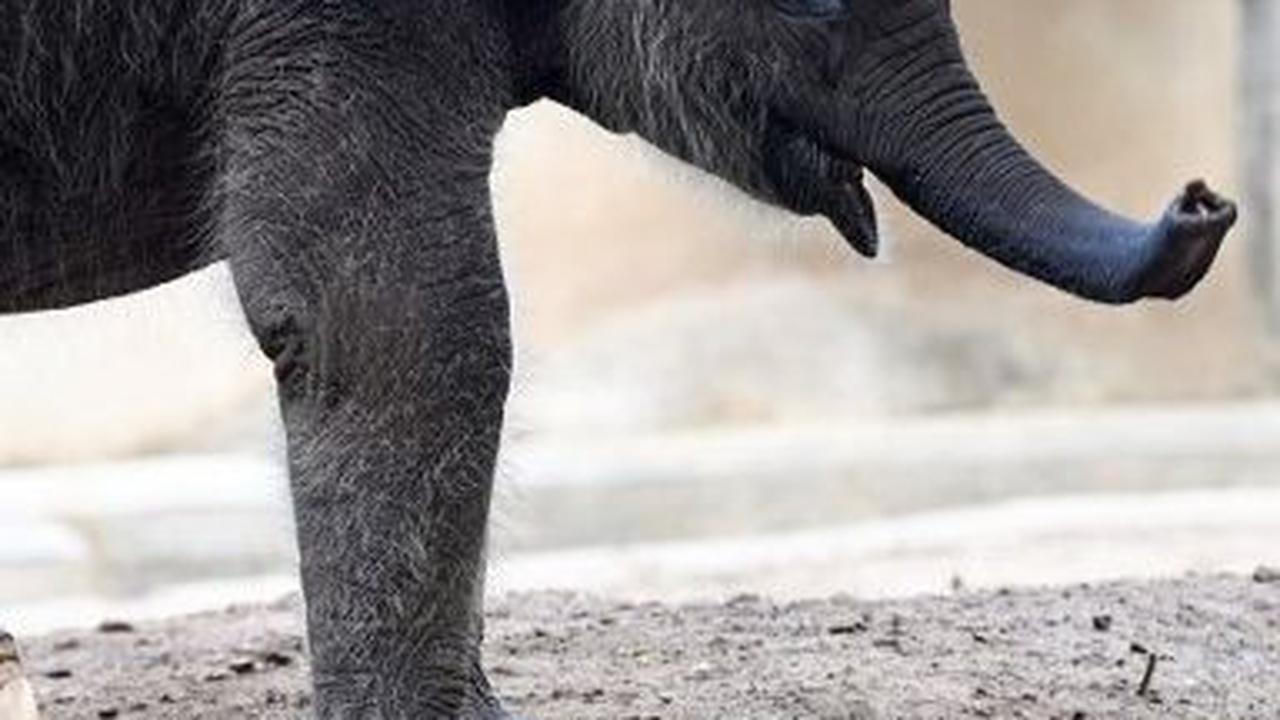 Lahirnya Kama telah menambah koleksi Gajah Sumatera yang ada di kebun binatang seluas 10 hektare itu menjadi 15 ekor.