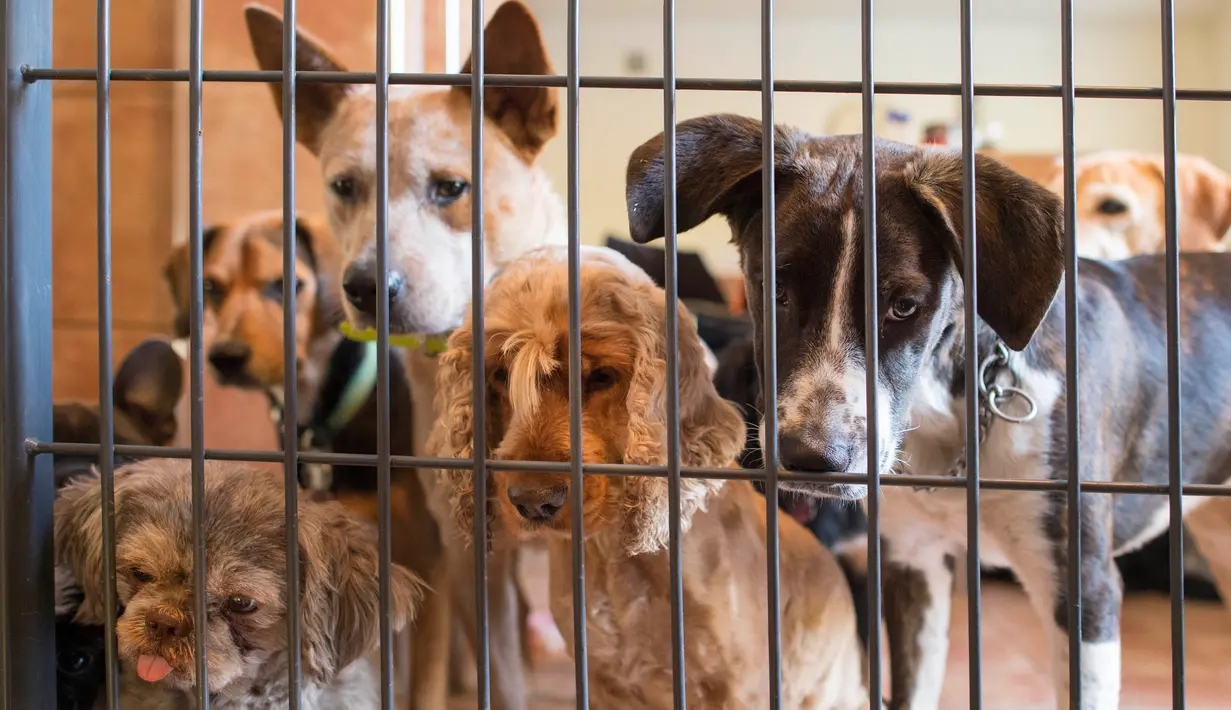 Sejumlah anjing melihat tamu baru yang akan menginap di Dog Hotel Paradiso, Ludwigsburg, Jerman, 13 Oktober. Dog Hotel Paradiso merupakan sebuah hotel khusus anjing peliharaan. (THOMAS KIENZLE/AFP)