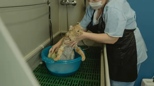 Rajin Grooming dan Perawatan Tubuh