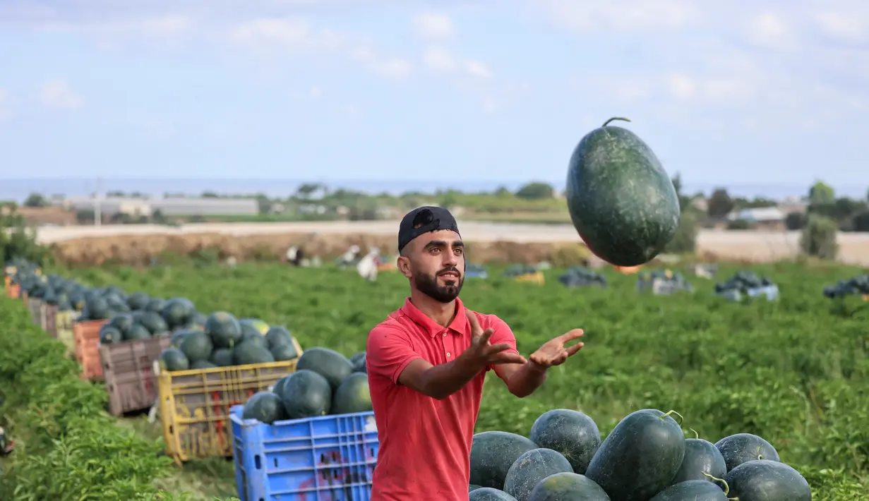 Seorang petani Palestina menangkap semangka saat ia bekerja selama musim panen di tengah pandemi virus corona di Beit Lahia di Jalur Gaza utara dekat perbatasan dengan Israel (18/6/2021). (AFP/Mohammed Abed)