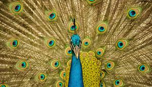 Ilustrasi burung merak. (Photo by Adnan Mirza on Unsplash)