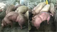 Karena harga babi bergantung kepada berat, maka babi yang berotot memberikan keuntungan lebih besar. (Sumber Facebook/DUROC.CAMBODIA)