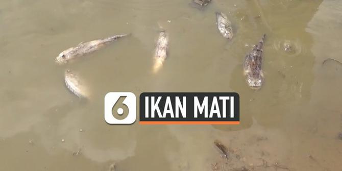 VIDEO: Ribuan Ikan Mati Mendadak di Sungai Mawang