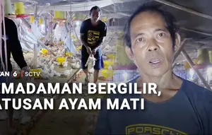 Gegara Pemadaman Listrik, Ratusan Ekor Ayam Broiler Mati