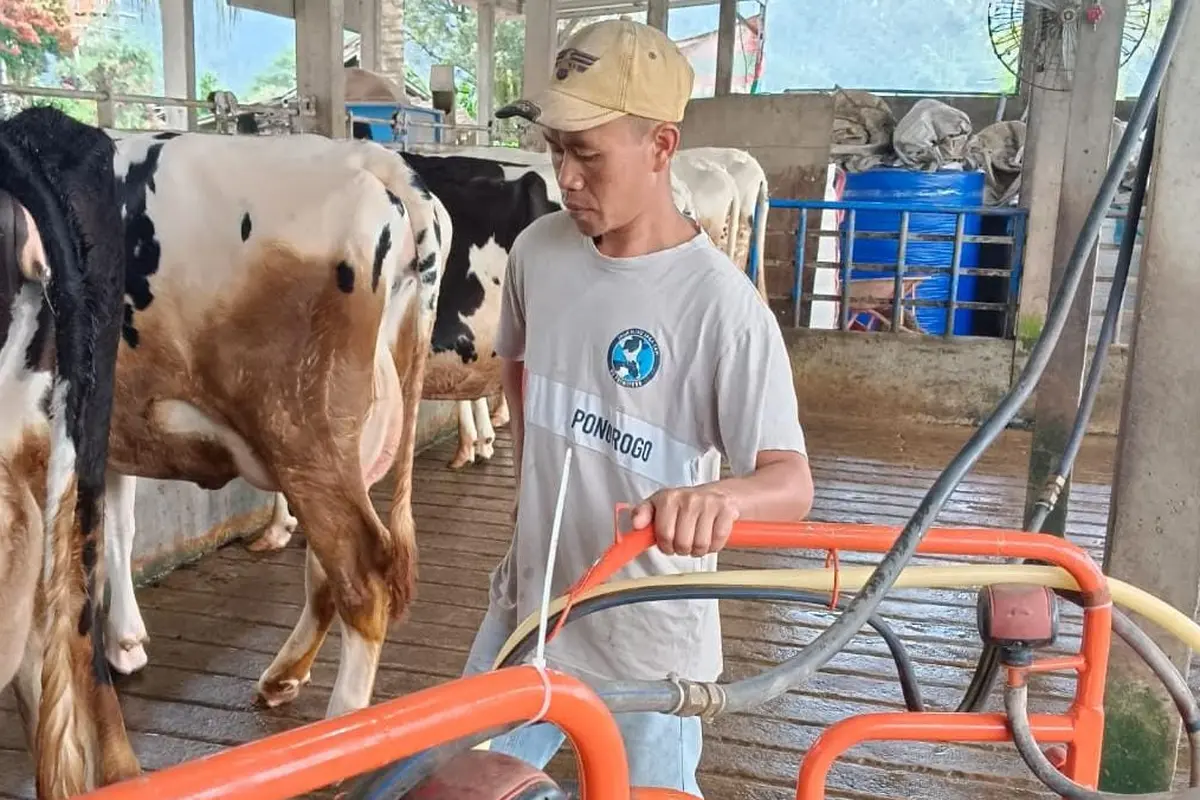 Mampu Produksi 10 Ton Susu Per Hari