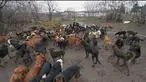 Danila Kislitsyn pria asal Rusia membunuh lebih dari 1000 ekor anjing karena merasa para anjing inilah yang membuat dirinya menderita tubercolosis.Kislitsyn mengatakan kepada polisi ia merasa bertanggung jawab untuk membasmi semua anjing karena keber...