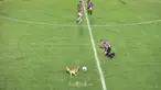 Seekor anjing masuk ke dalam lapangan dan menekel seorang pemain. This video is presented by Ballball