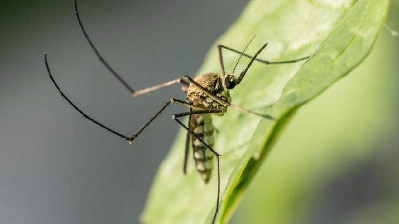 Ngabila menambahkan, wolbachia&nbsp;merupakan inovasi yang baik, aman, efektif untuk menekan kasus DBD di Indonesia.&nbsp;<br>