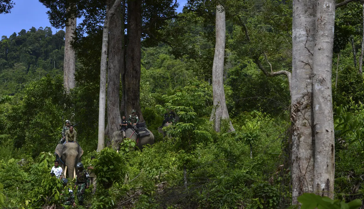 Anggota polisi militer bersama penjaga taman nasional melakukan patroli keliling hutan dengan bantuan gajah di kawasan hutan Ulue Masen, provinsi Aceh, Sabtu (27/4/2019). Patroli keliling tersebut guna menjaga kelestarian alam dan satwa liar dari ancaman kepunahan. (CHAIDEER MAHYUDDIN/AFP)