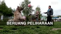Sang beruang menemani berbagai keluarga kecil ini dalam berbagai aktivitas yang terjadi.