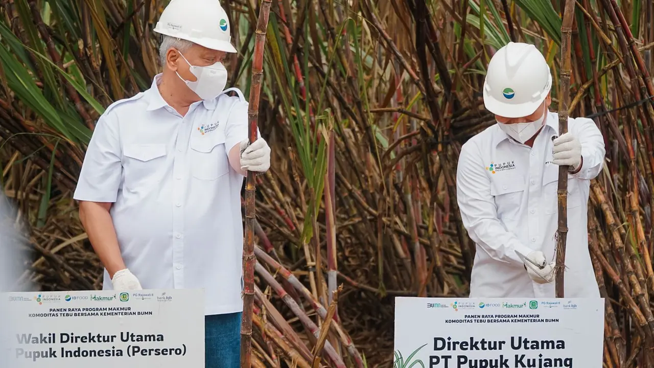 Pupuk Indonesia berhasil meningkatkan produktivitas tanaman tebu melalui program Makmur