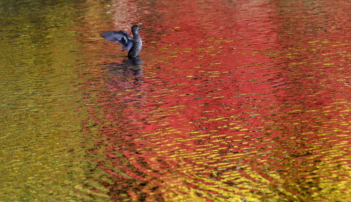 Seekor bebek melebarkan sayapnya di kolam saat warna dedaunan musim gugur tercermin di air di Nagano, barat laut Tokyo, Jepang (27/10/2020).  (AP Photo/Kiichiro Sato)