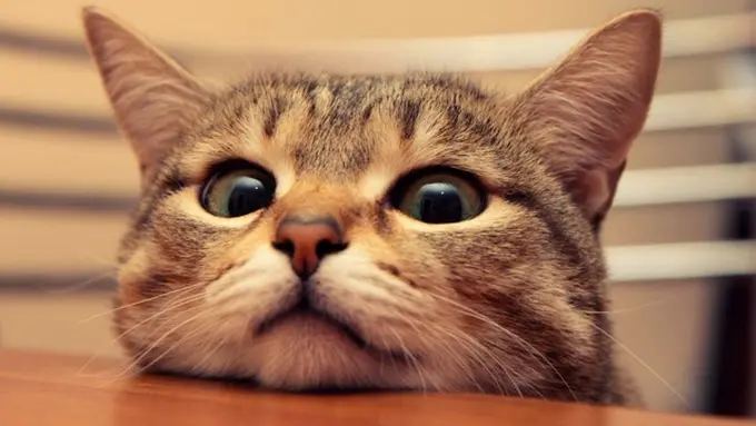 Kelakuan Manis Kucing Satu Ini Pasti Langsung Bikin Kamu Meleleh