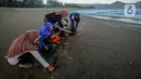 Penyu laut yang biasa ditemukan di Pantai Kili-Kili ada empat jenis yaitu Penyu Lekang, Penyu Hijau, Penyu Sisik, dan Penyu Belimbing. (merdeka.com/Arie Basuki)