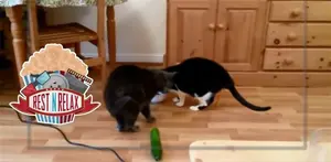 Saat kucing melihat mentimun, kenapa selalu terkejut hingga melompat ke udara?