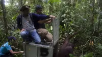 Perjalanan Mata dan Mynah, dua orangutan korban kebakaran hutan, memakan waktu 52 jam hingga ke rumah baru di TNBBBR. (International  Animal  Rescue Indonesia))