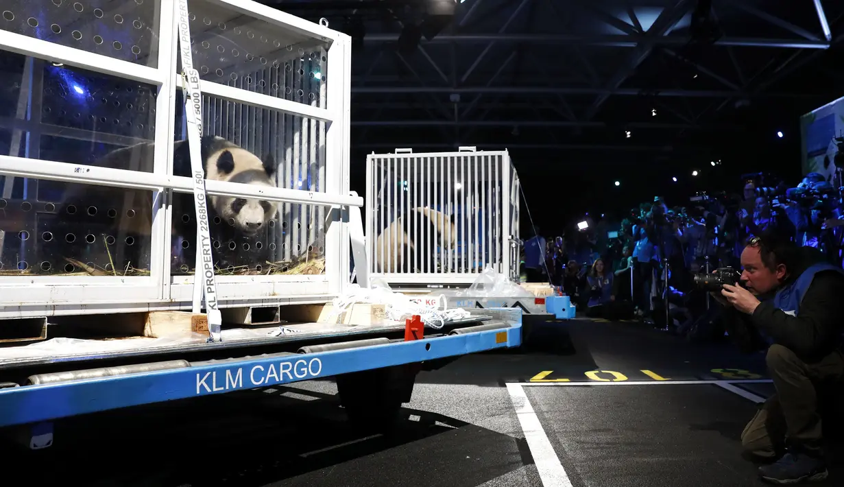 Fotografer mengambil gambar panda raksasa setibanya di bandara Schiphol, Belanda, Rabu (12/4). Sepasang panda itu diberangkatkan ke kebun binatang Ouwehands Dierenpark sebagai bagian dari pameran kebun raya Asia selama 15 tahun ke depan (Aurore BELOT/AFP)