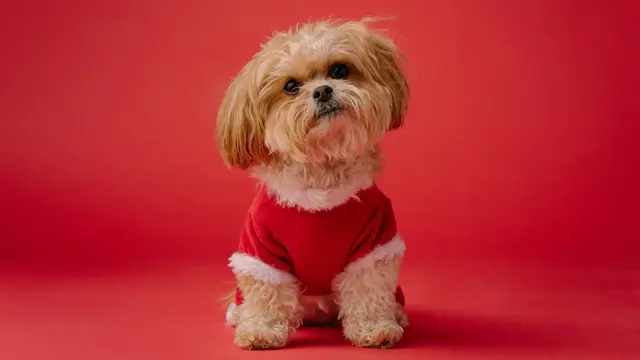 Shih Tzu