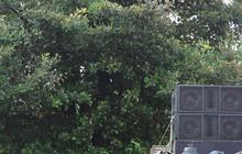 Konvoi Dua Truk Sound Horeg Bangunkan Sahur 'Dikandangin' Polisi di Malang