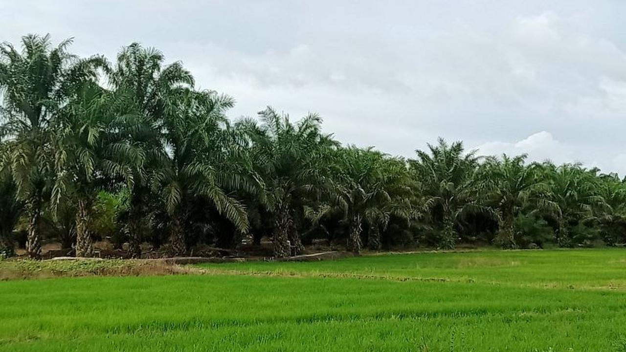Desa Labangka dan Uniba Dorong Pengolahan TKKS Jadi Pupuk Organik, Solusi Petani Sawit