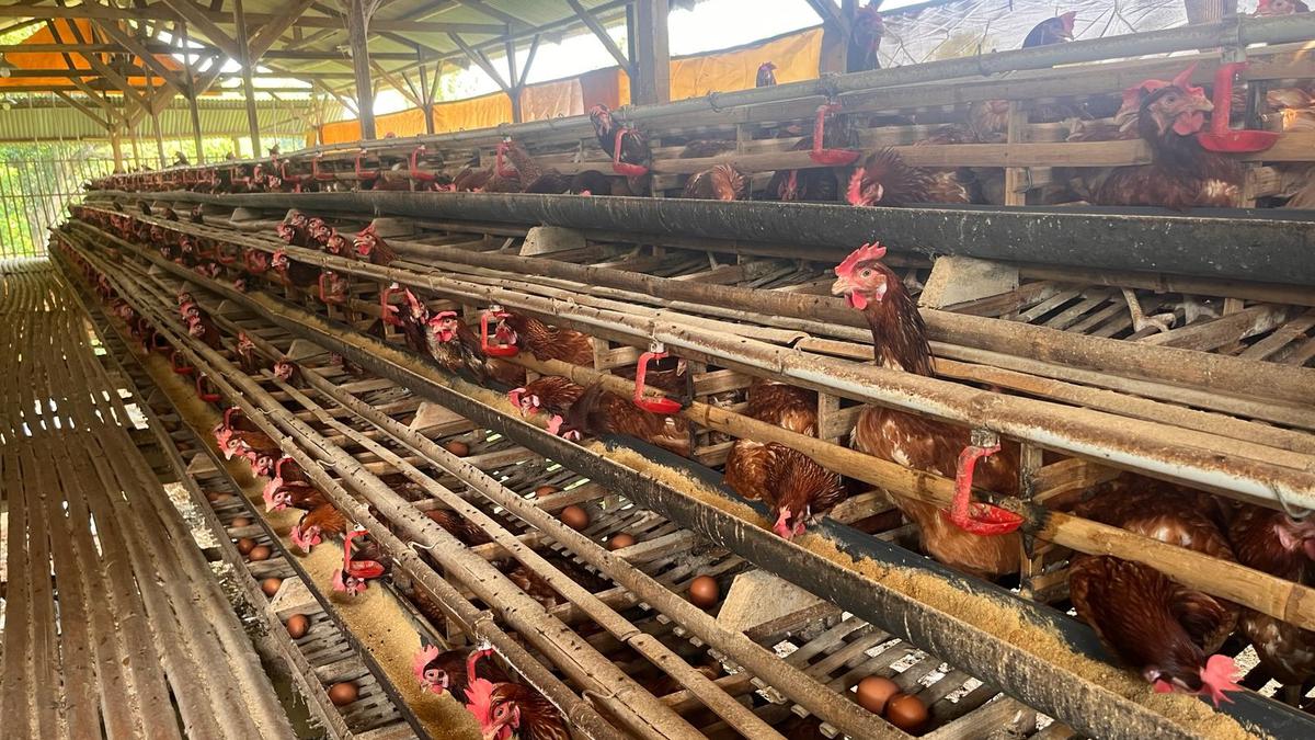 Cerita Desa Cikahuripan, Menjaga Ketahanan Pangan Lewat Kandang Ayam