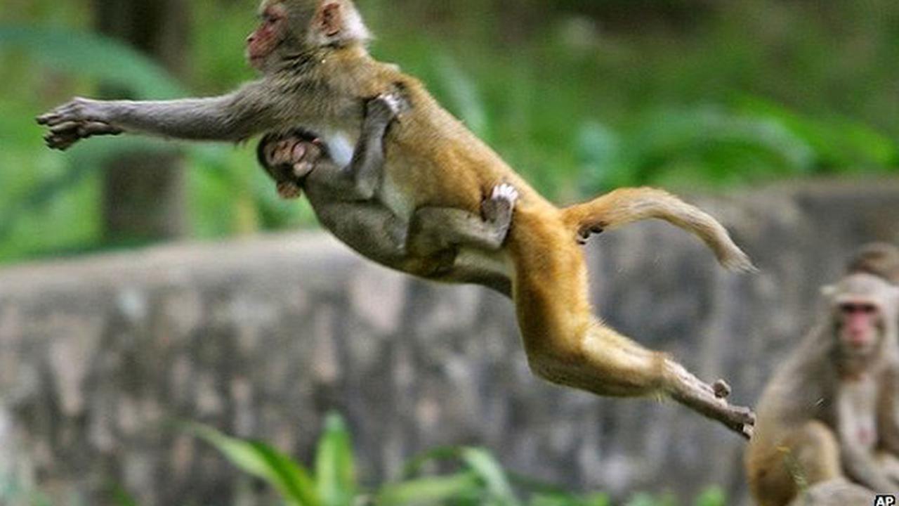 Monyet Dari Shimla Ini Bagikan Setumpuk Uang