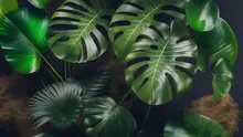 Ilustrasi tanaman monstera deliciosa . (Image by Sketchepedia on Freepik/AI)