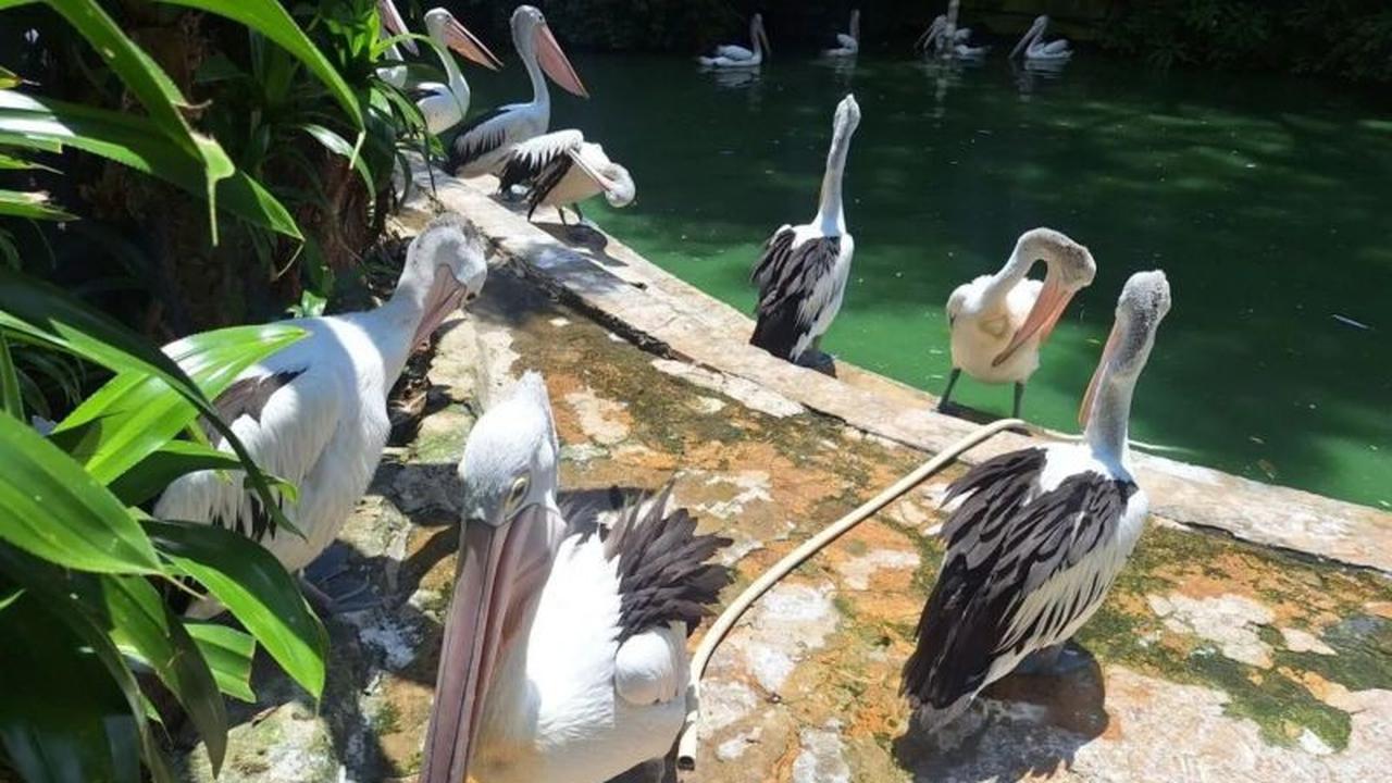 Belasan Ribu Kunjungan Wisatawan Ragunan Penuhi Libur Isra Mikraj