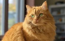 Asal Usul Kucing Berwarna Oranye Akhirnya Terungkap