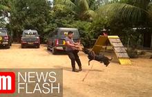 VIDEO: Mengenal Karakteristik Anjing Belgian Malinois