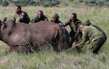 FOTO:  Melihat Penandaan Telinga Badak di Kawasan Konservasi Margasatwa Lewa Kenya