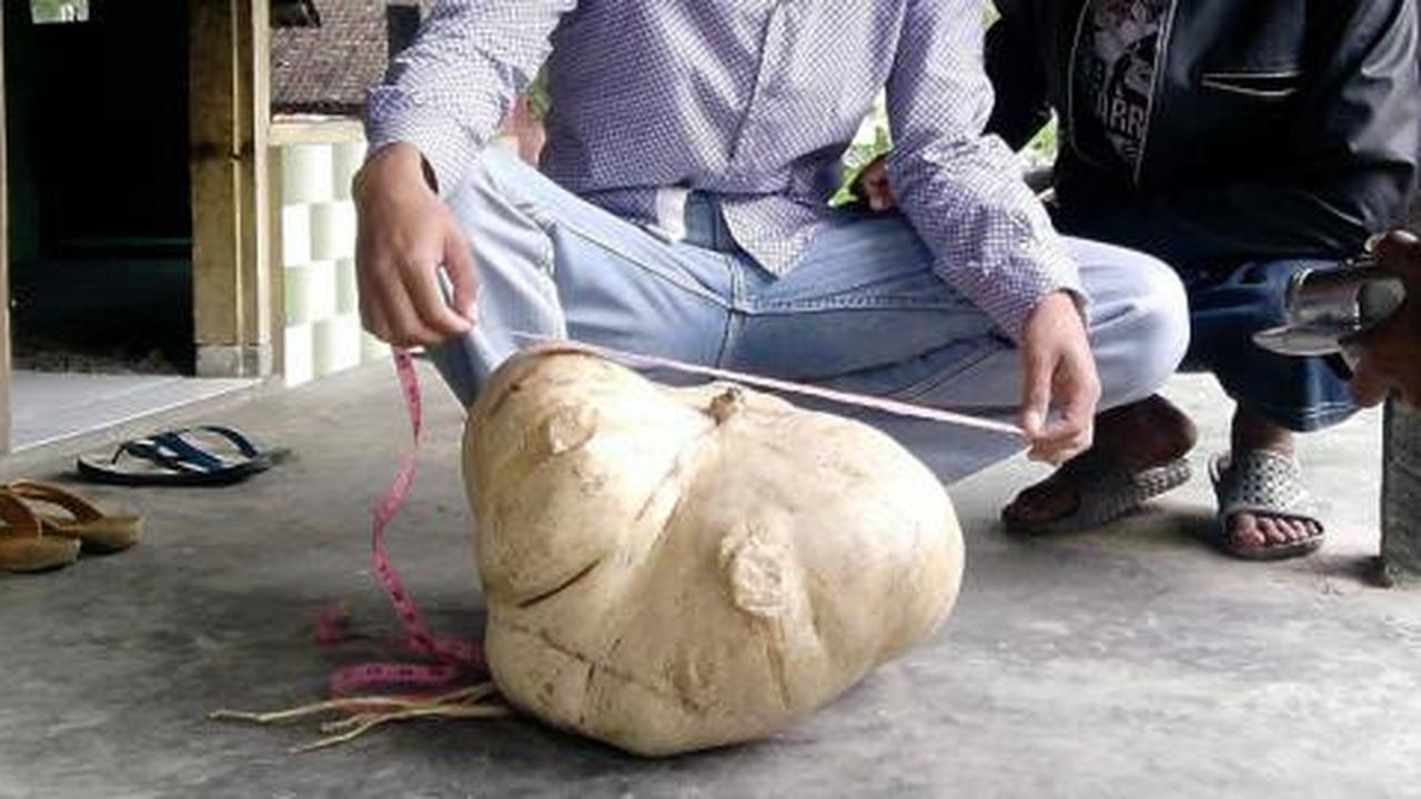 Penemuan bengkuang raksasa gegerkan warga lereng Merapi