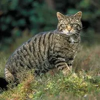 Niat jahat pada kucing, anak kecil ini justru yang tertimpa sial (foto : Istimewa) 