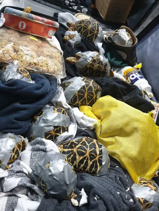 Biro Kepabeanan Filipina menunjukkan kura-kura yang ditemukan dilakban dalam koper pada konferensi pers di bandara Manila, 3 Maret 2019. Pihak berwenang menduga hewan tersebut akan diselundupkan untuk dijual. (Bureau of Customs via AP)