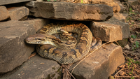 8 Jenis Ular yang Berkembang Biak di Area Berbatu, Pelajari Cara Pencegahannya