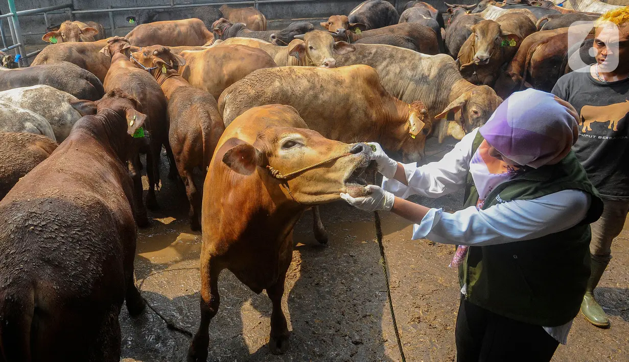 Petugas Kesehatan Hewan (Puskeswan) Kota Depok memeriksa mulut sapi kurban yang dijual di CV Puput di kawasan Rangkapan Jaya, Depok, Jawa Barat, Rabu (21/6/2023). (merdeka.com/Arie Basuki)