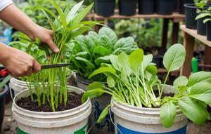 Cara Berkebun Sayur Organik Memakai Ember Bekas dan Kompos Dapur. Foto: Gemini