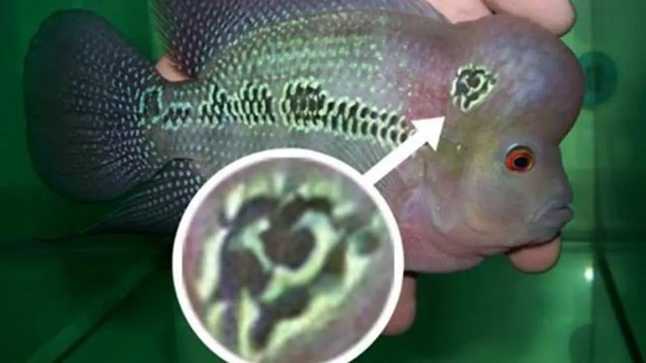 Bercorak Palu Arit, Ikan Louhan Ditangkap