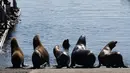 Lisa Uttal, ahli biologi kelautan di Cagar Alam Laut Nasional Teluk Monterey, mengatakan tidak jelas secara pasti mengapa singa laut memilih Pantai San Carlos.(Benjamin Fanjoy/Getty Images/AFP)