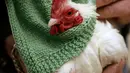 Seekor ayam jantan asal Malaysia, Prince Peep, mengenakan sweater di Fuller Village, rumah pensiun di Milton, Massachusetts, 8 Maret 2017. Sekelompok pensiunan membuatkan sweater rajutan untuk ayam agar mereka tidak kedinginan. (AP Photo/Steven Senne)